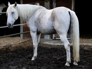 Obraz na płótnie Canvas White horse, equine, animal