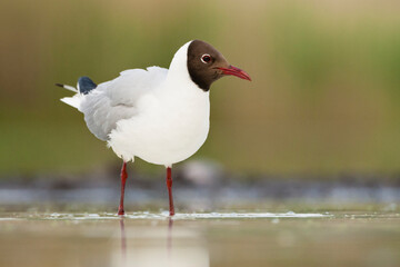 Obraz premium Kokmeeuw, Common Black-headed Gull, Croicocephalus ridibundus