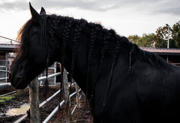 Friesian horse, black horse, equine, animal