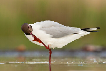 Kokmeeuw, Common Black-headed Gull, Croicocephalus ridibundus