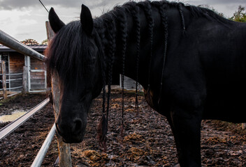 Friesian horse, black horse, equine, animal