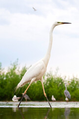 Fototapeta premium Grote Zilverreiger, Western Great Egret, Ardea alba alba