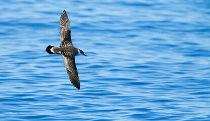 Grote Pijlstormvogel, Great Shearwater, Puffinus gravis