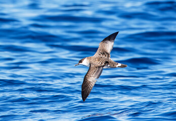 Grote Pijlstormvogel, Great Shearwater, Puffinus gravis
