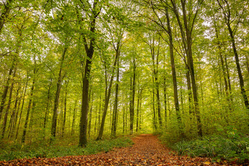 Obraz premium Randonnée en Forêt d'Halatte en France