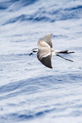 Bont Stormvogeltje, White-faced Storm-Petrel, Pelagodroma marina