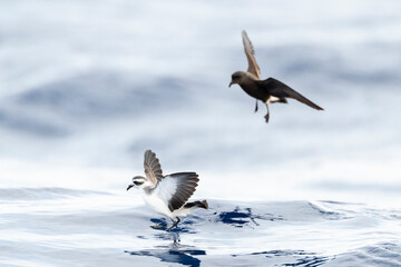 Bont Stormvogeltje, White-faced Storm-Petrel, Pelagodroma marina