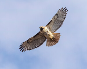 Red-tailed hawk.