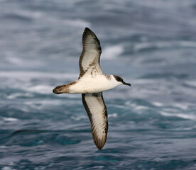 Grote Pijlstormvogel, Great Shearwater, Puffinus gravis