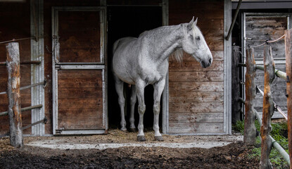 White horse, equine, animal