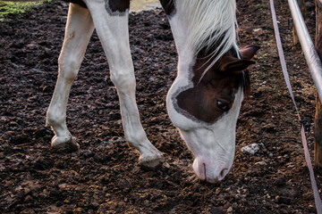 White and brown horse, equine, animal