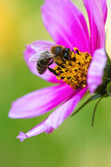 .Bee and flower. Close up of a large striped bee collects pollen on a pink Cosmea (Cosmos) flowers....