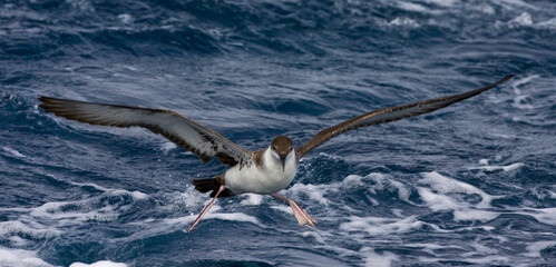Grote Pijlstormvogel, Great Shearwater, Puffinus gravis