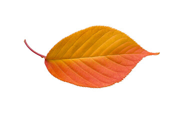 a colorful cut out leaf of a japanese cherry tree in front of a white background