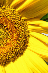 .Yellow sunflower close-up on the field. Summer and autumn background