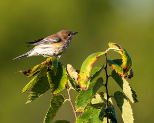 Female Yellow-rumped Warbler Perched on Treetop