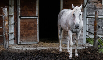 White horse, equine, animal