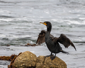 Double-crested Cormorant Spreads its Wings