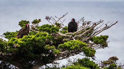 Turkey Vultures Perch in Tree