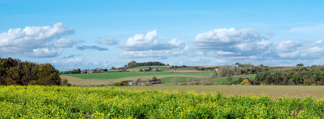 mustard seed field in belgian countryside under blue sky in the fall