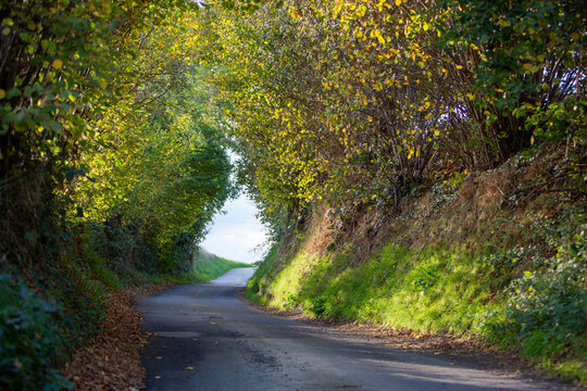 country road under fall leaves in belgian countryside between brussels and charleroi