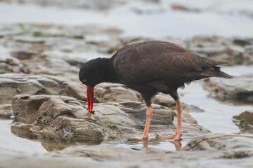 Black Oyster-Catcher Hunting for Food