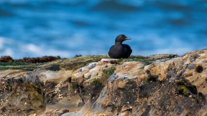 Pigeon Guillemot Rests on Rock