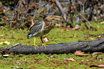 Green Heron Perched on Branch