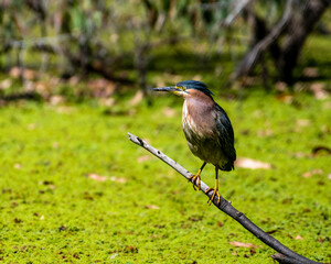 Green Heron Perched on Branch