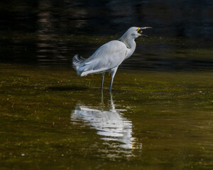 Snowy Egret Fishing in Pond