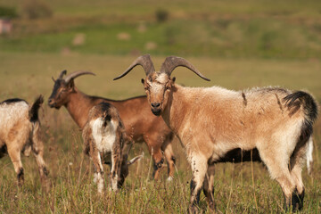 Naklejka na ściany i meble Grazing of mountain-type goats on an Alpine pasture. Selective focus.