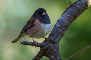 Dark-eyed Junco Perched on Branch