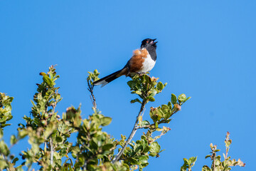 Male Spotted Towhee Sings from Treetop