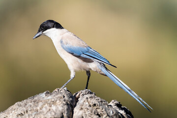 Blauwe Ekster, Iberian Magpie, Cyanopica cooki