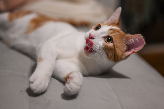 Orange and White Cat Licking Lips