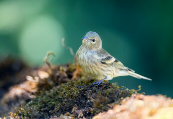 Citroenkanarie, Citril Finch, Serinus citrinella