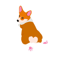 Cute lying welsh corgi on transparent background. Corgi puppy with adorable paws and heart butt