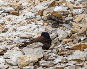 Black Oystercatcher Adult and Chick