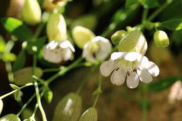 lepnica zwarta Druett's Variegated Silene uniflora