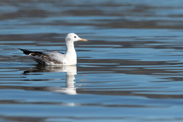 Dunbekmeeuw, Slender-billed Gull, Chroicocephalus genei