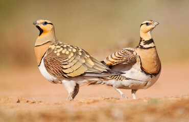 Pin-tailed Sandgrouse, Pterocles alchata