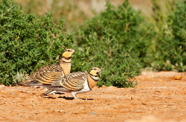 Pin-tailed Sandgrouse, Pterocles alchata