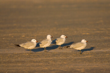 Audouins Meeuw, Audouin's Gull, Ichthyaetus audouinii