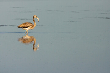 Greater Flamingo, Flamingo, Phoenicopterus roseus