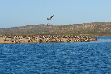Blue river, and flock of sea birds on the beach, green hills, and clear blue sky background