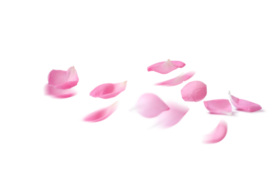 Rosa damascena. Damask rose. Oil-bearing rose. Bulgarian rose oil.