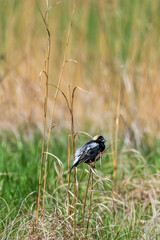 Bobolink Perched on Grass