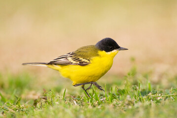 Noordse Gele Kwikstaart; Grey-headed Wagtail; Motacilla thunbergi
