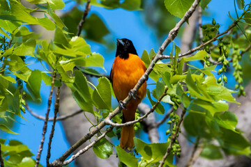 Baltimore Oriole Perched on Branch