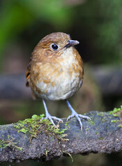 Caldasmierpitta, Brown-banded Antpitta, Grallaria milleri
